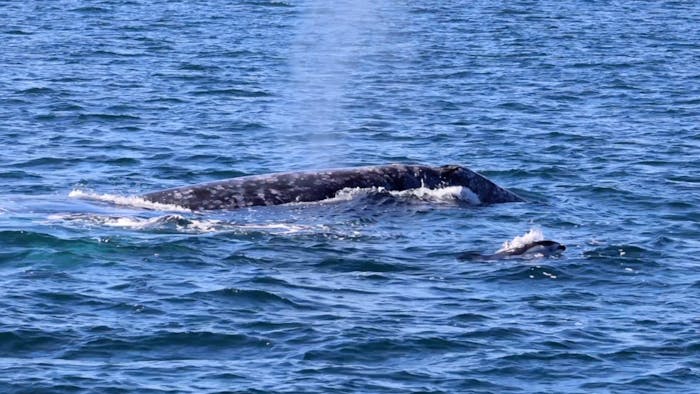 Friday March 22, 2024 | Princess Monterey Whale Watching