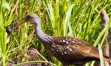 A Limpkin with an Apple Snail in its mouth