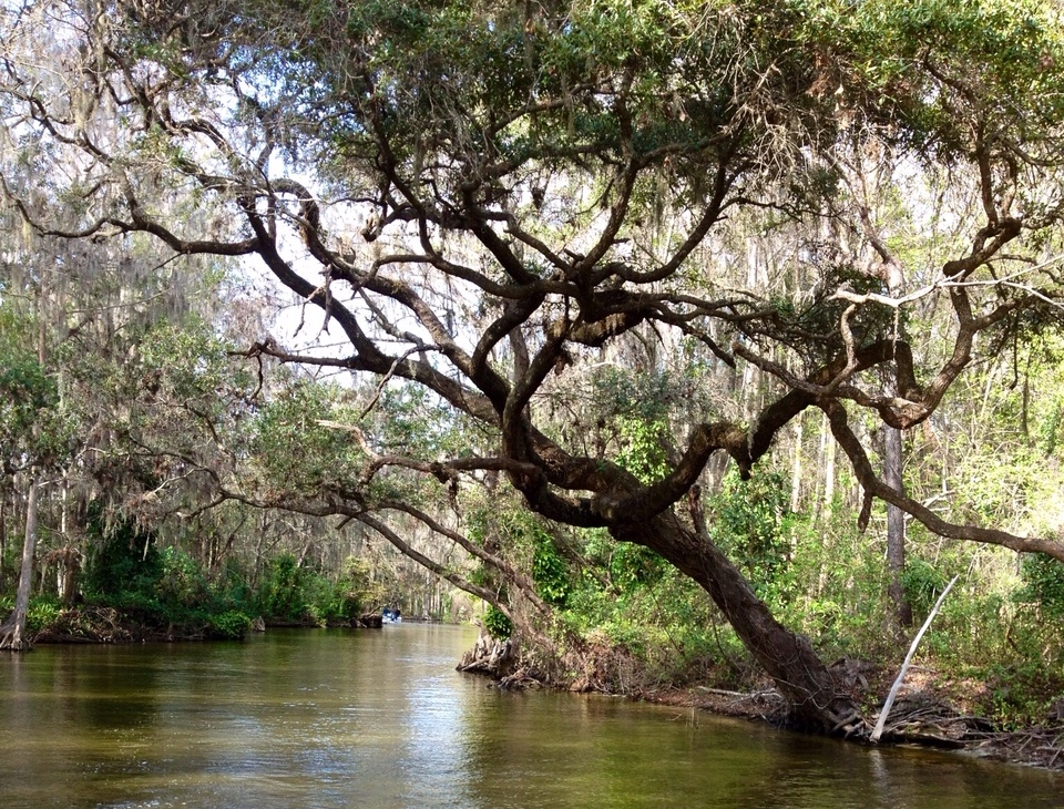 Photo Gallery Rusty Anchor Mount Dora Boat Tours   Dc Tree 2 11 