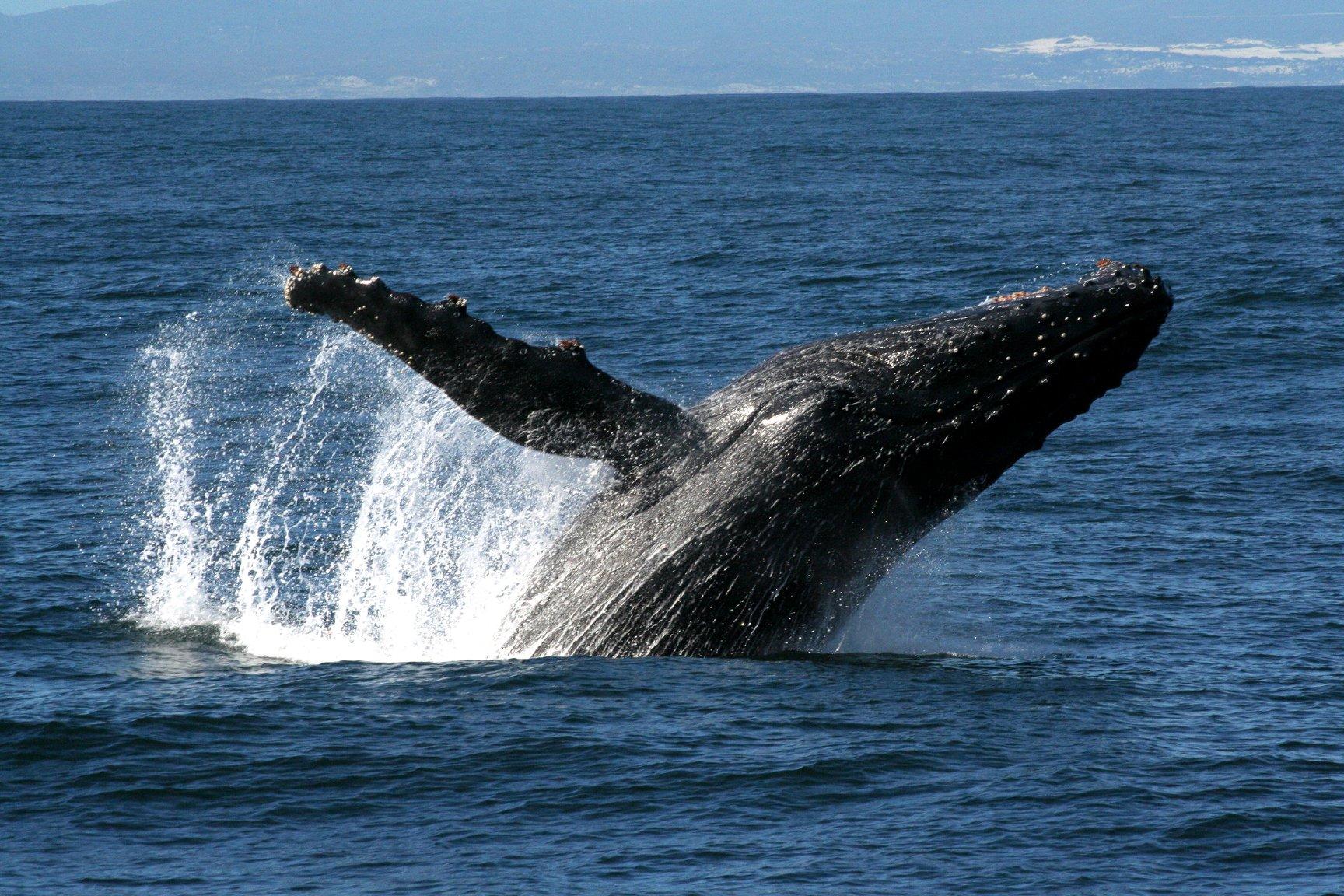 Hawaii Humpback Whale Cruise Experience | Hilo, HI