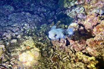 a close up of a fish on a rock
