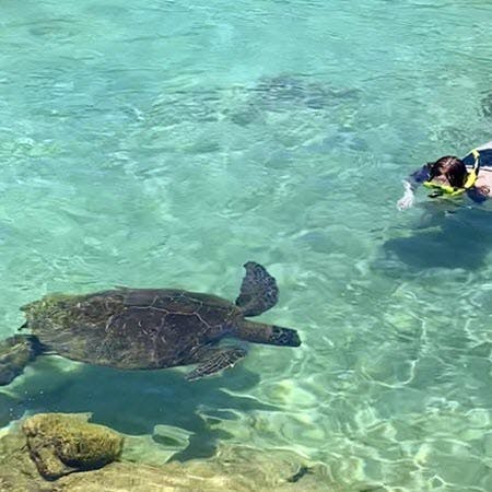 Seeing Sea Turtles On A Snorkel Tour In Hilo