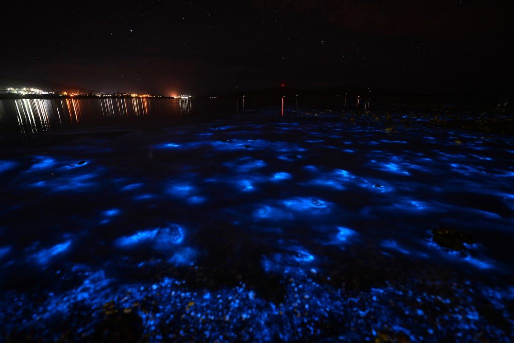 The Best Time to Go to Puerto Rico's Bioluminescent Bays Puerto Rico