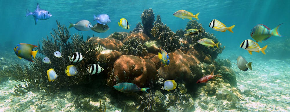Editor frente evitar Puerto Rico Wildlife: 5 Species You Can See While Snorkeling | PR Activities