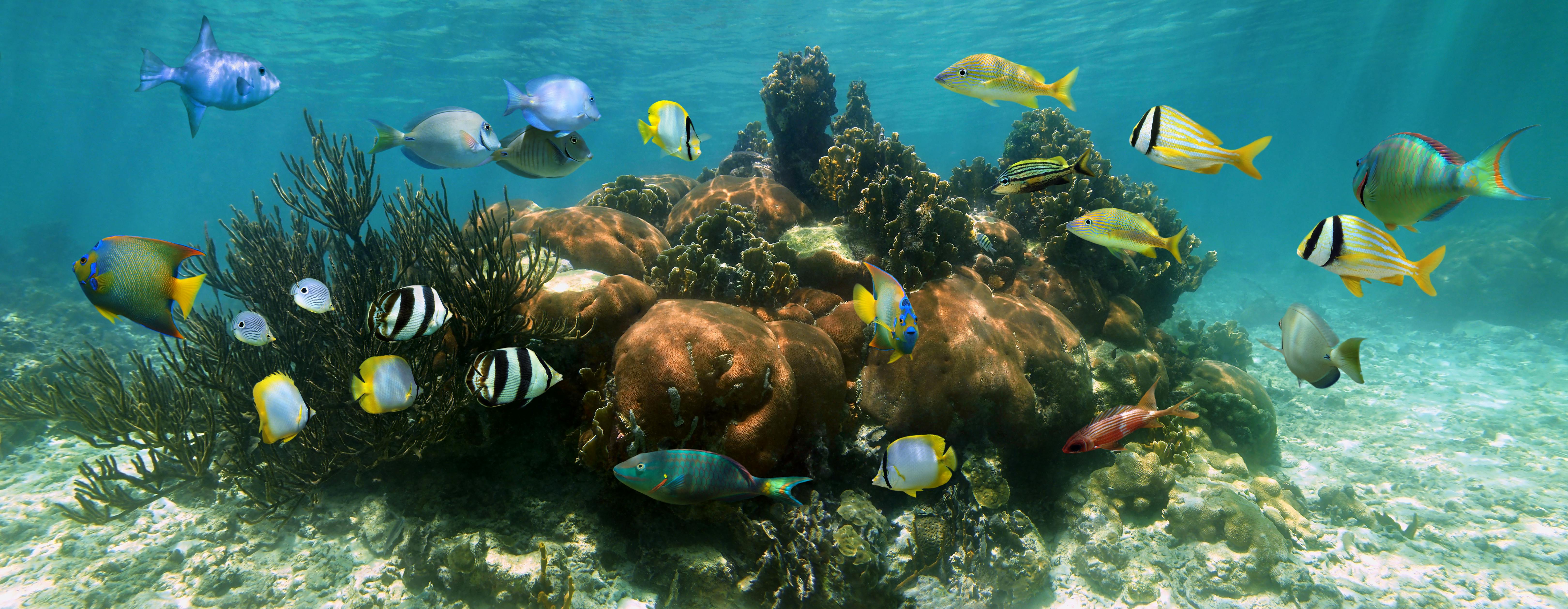 Puerto Rico Wildlife: 5 Species You Can See While Snorkeling  PR 