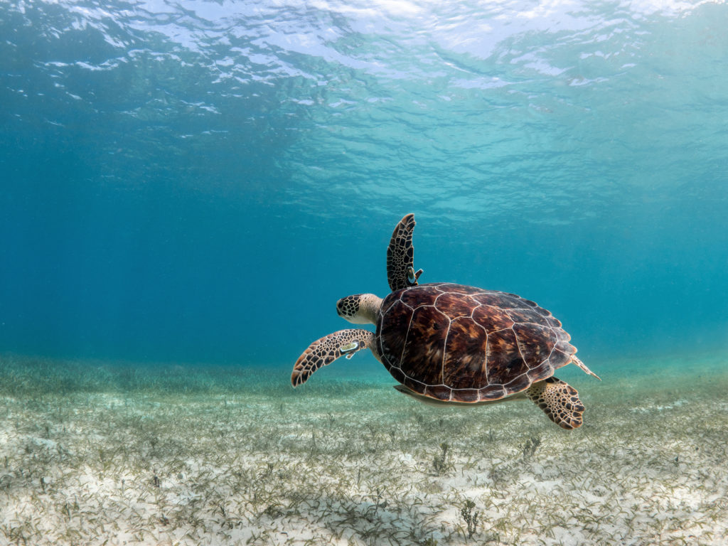 The 7 Best Snorkeling Spots in Puerto Rico | Puerto Rico Activities