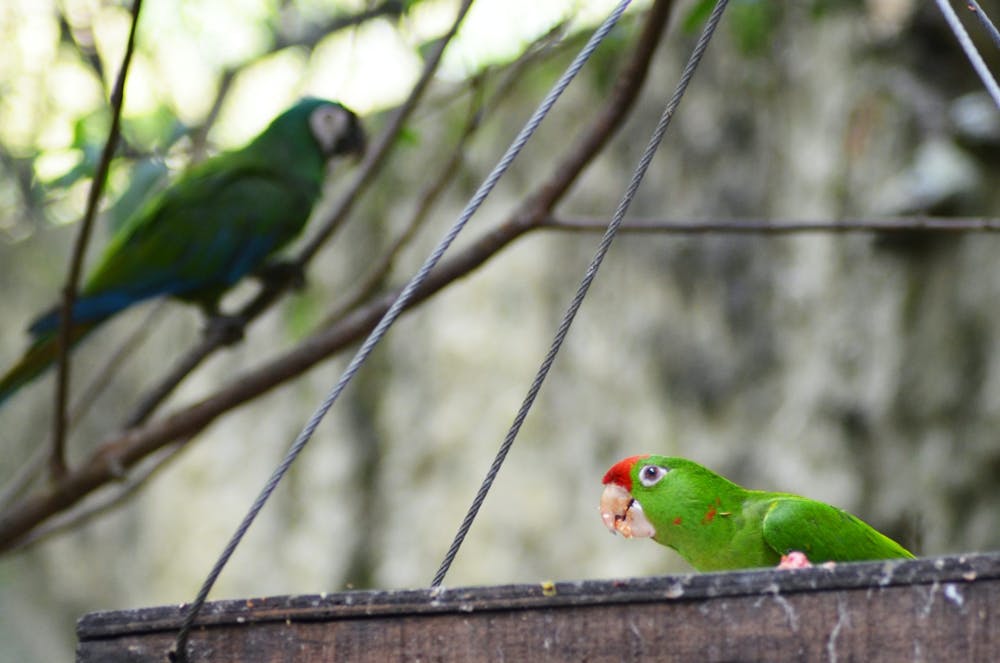 a parrot sitting on top of a green bird perched on a branch