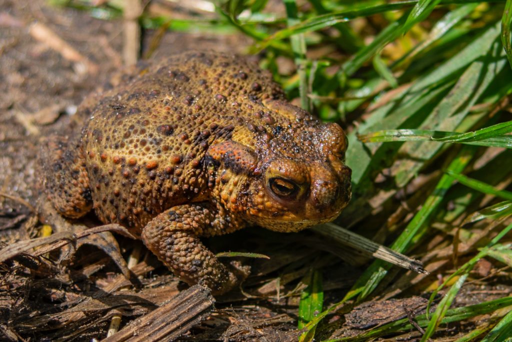 9 Animals You Can See in El Yunque National Forest | PR Activities