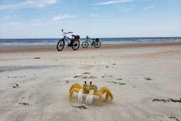 Yellow crab and Bikes on the beach