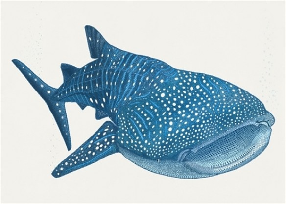 Whale shark | unleished-art