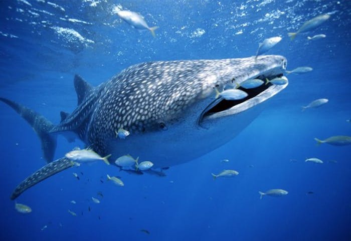 Les Donnees Du Requin Baleine Mexico Whale Shark