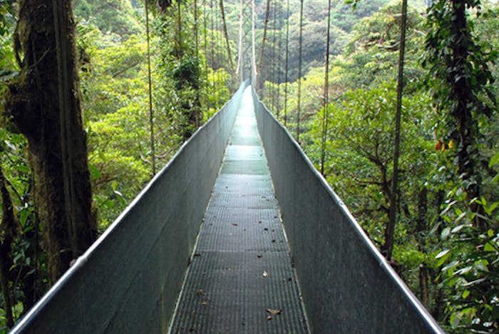 Catarata Tractor servidor Los 4 Mejores Puentes Colgantes de Monteverde, Costa Rica