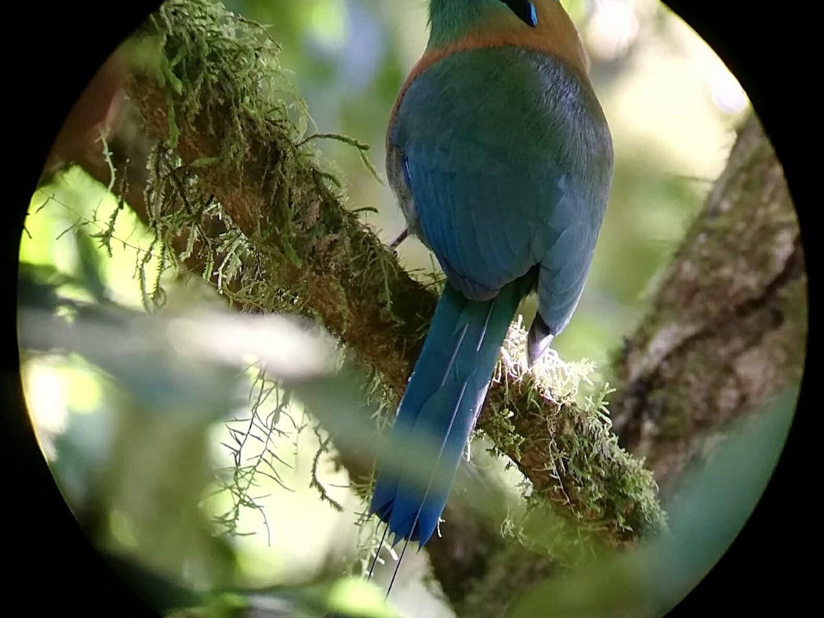 A close up of a bird in Monteverde Costa Rica