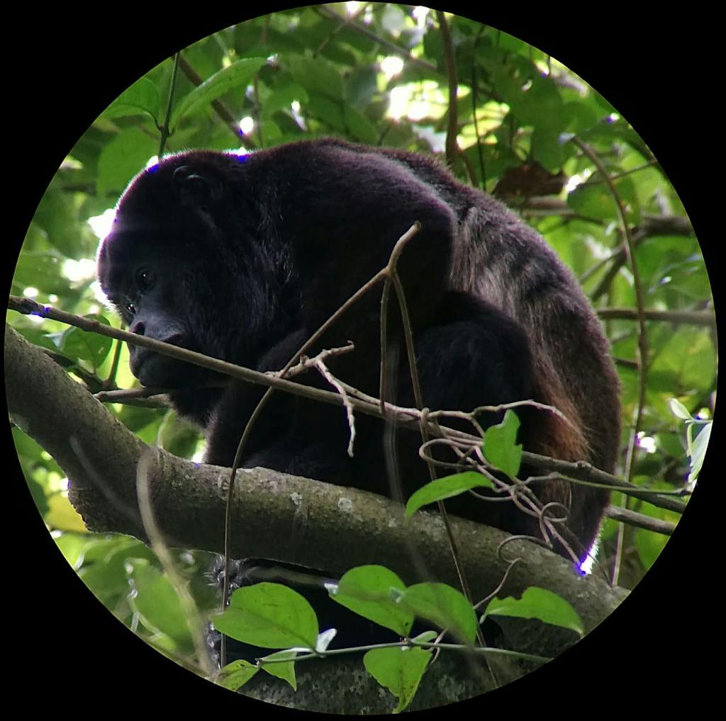 A Howler Monkey spotted on a Monteverde Cloud Forest Tour