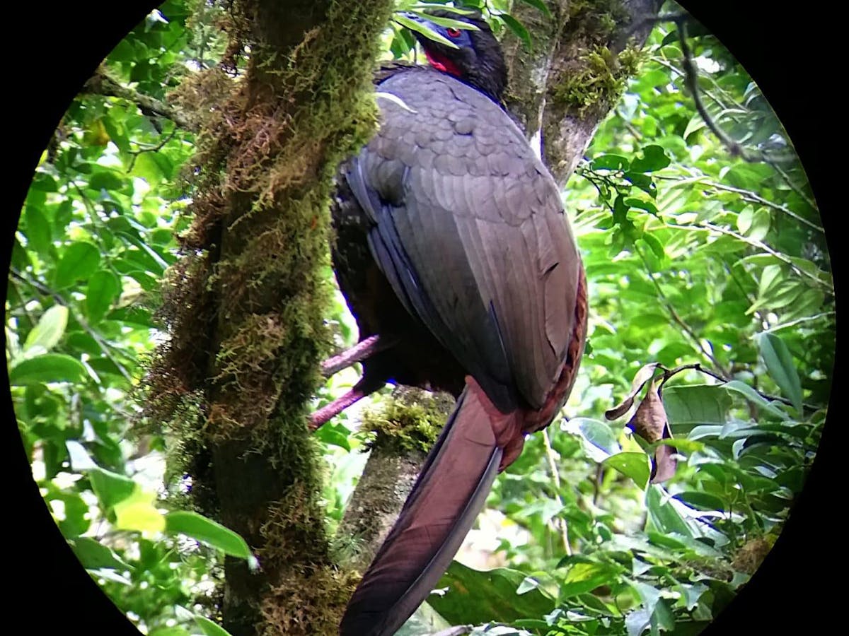a bird sitting on a branch at Hotel El Bosque Monteverde