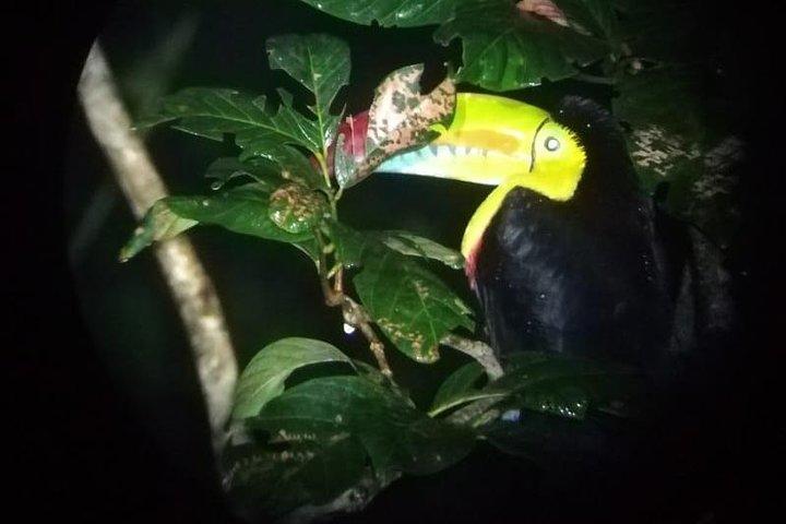 a Toucan at Ficus Trails Night Tour