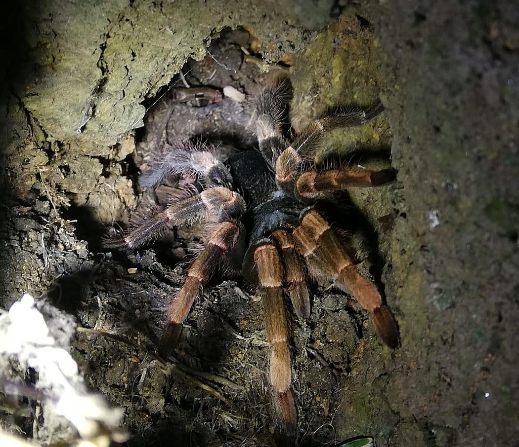 a tarantula spotted at Monteverde Night Tour