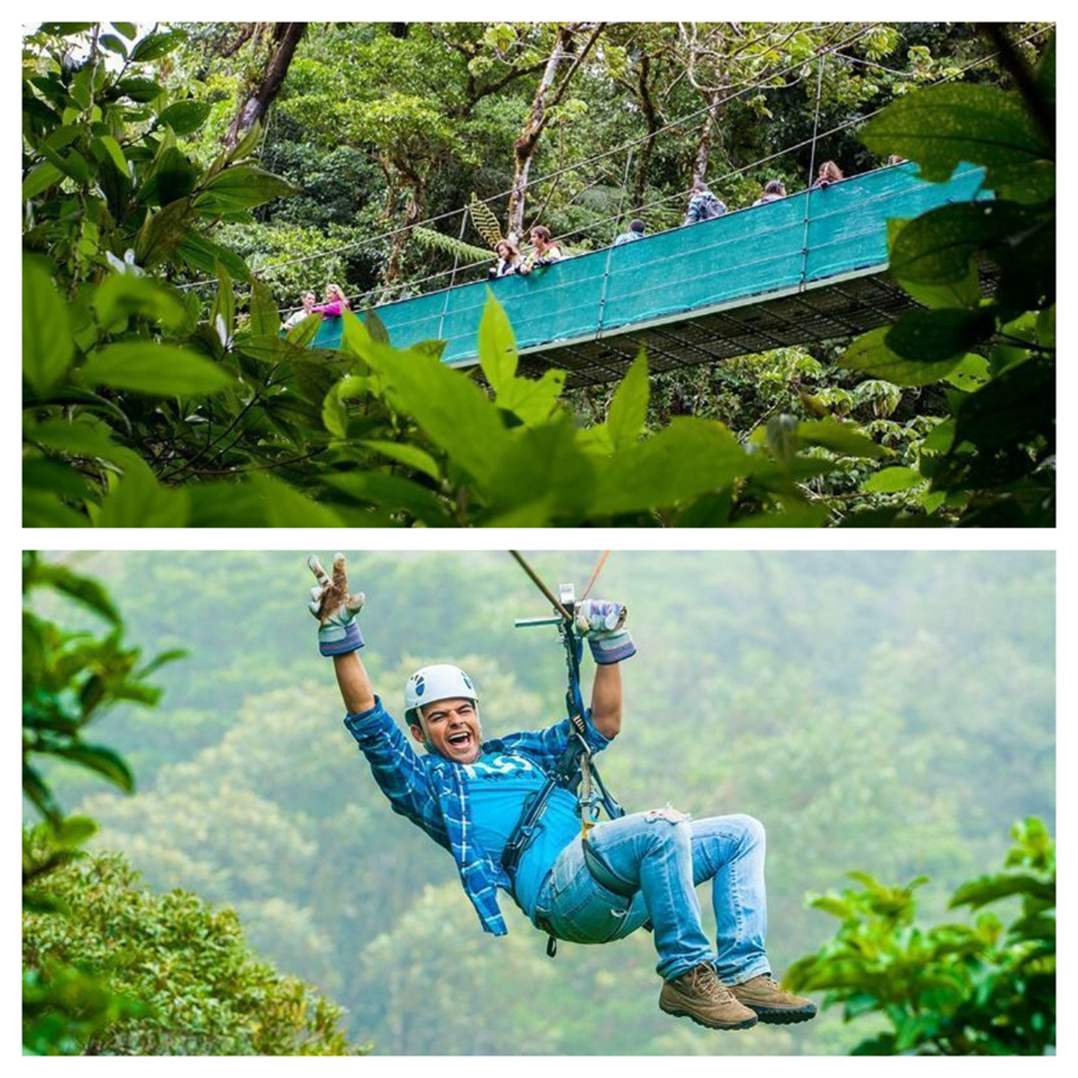 a comparison between the hanging bridges and the zip lining tours in Monteverde