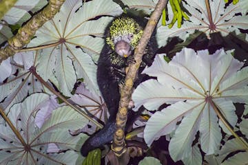 a close up of a porcupine spotted at the Kinkajou Night Walk in Monteverde Costa Rica