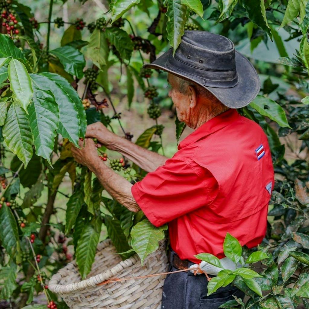Monteverde Coffee Tour: Experience Local Farming Life