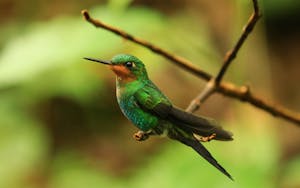 Hummingbird at Selvatura Park