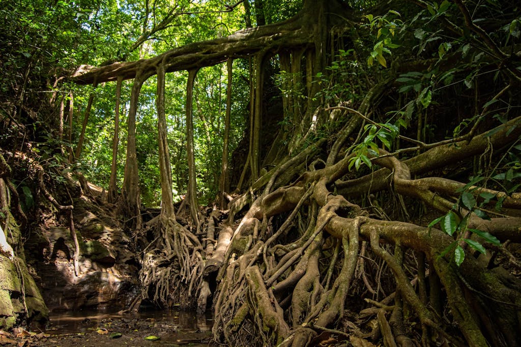 Free Things to Do in Monteverde - Ficus Root Bridge