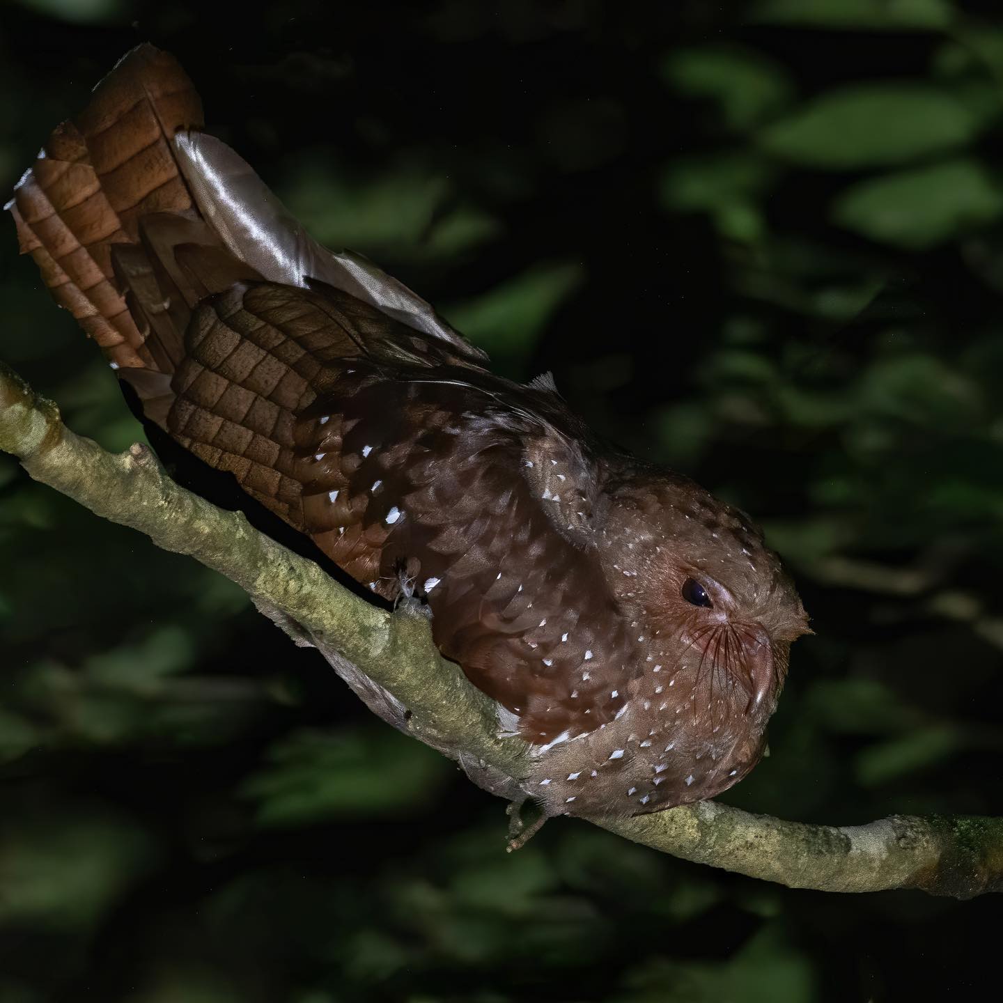Oil Bird spotted at The Monteverde Night Tour