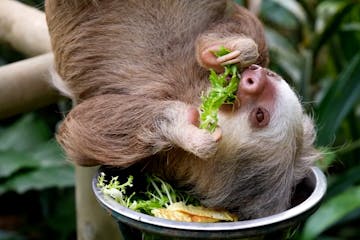 A sloth eating a plant at Selvatura's Sloth Sanctuary Tour.