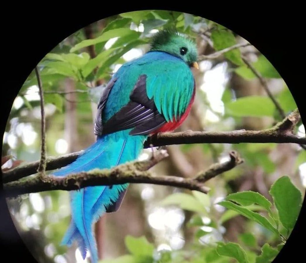 A colorful Resplendent Quetzal perched on a tree branch at a Monteverde Bird Watching Tour.