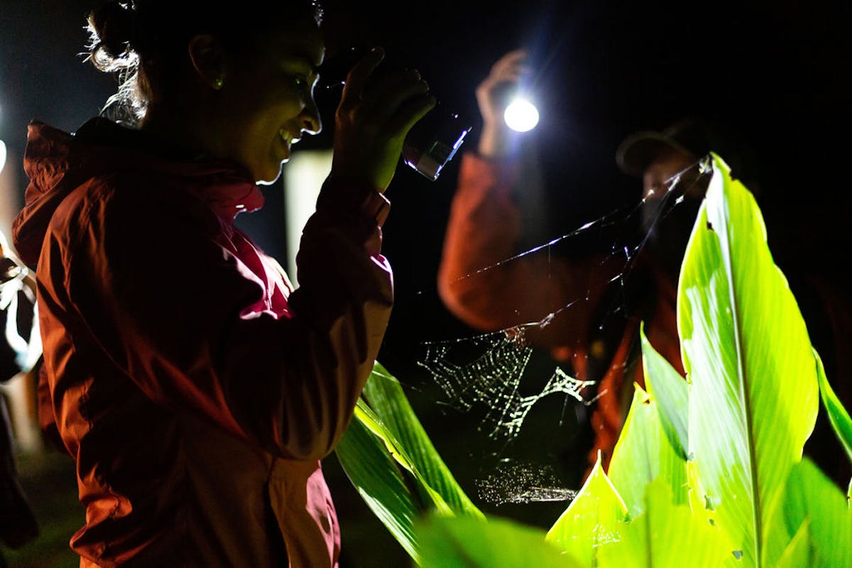 Tourists watching spiders in a Monteverde Night Walk