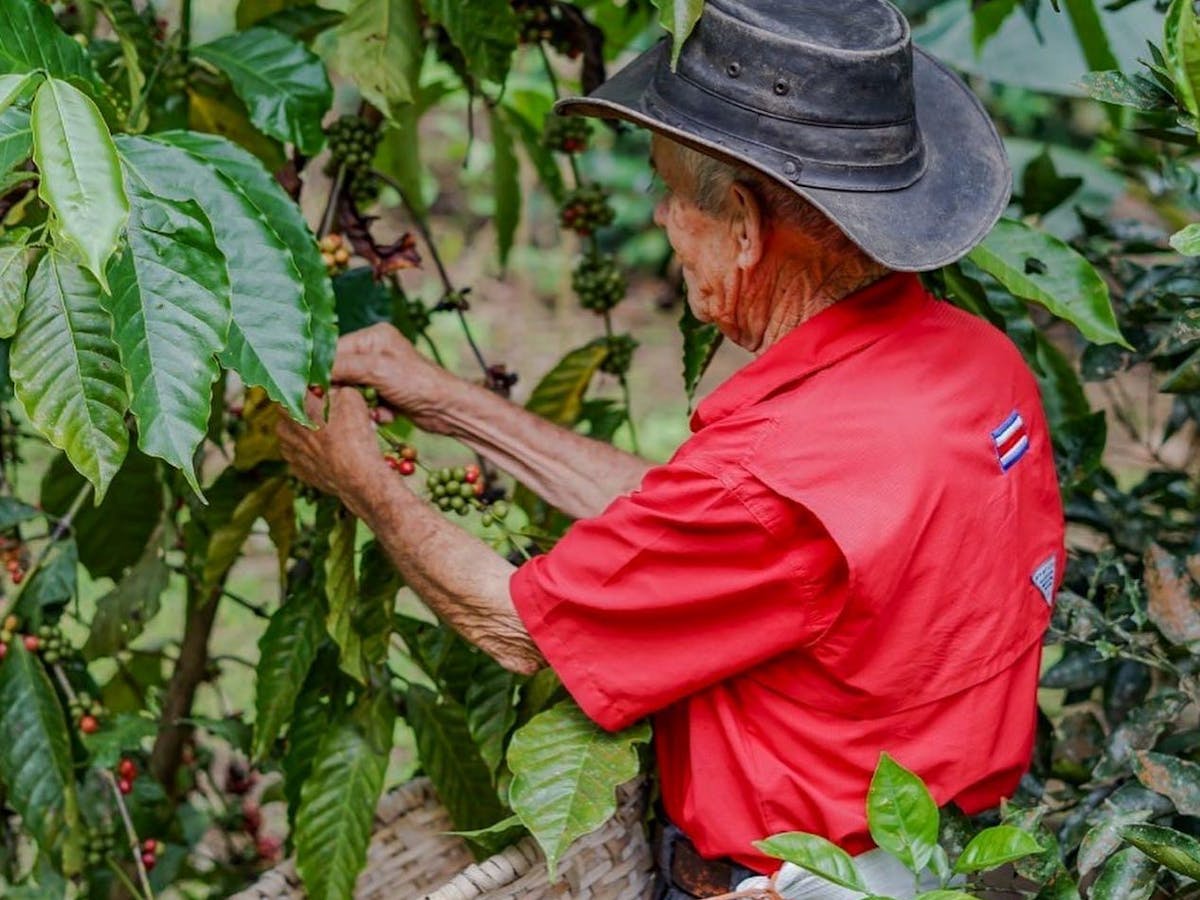 A person picking up coffee fruit at the Monteverde Coffee Tour