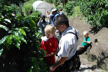 A kid picking up coffee beans at El Trapiche Coffee Tour Monteverde.