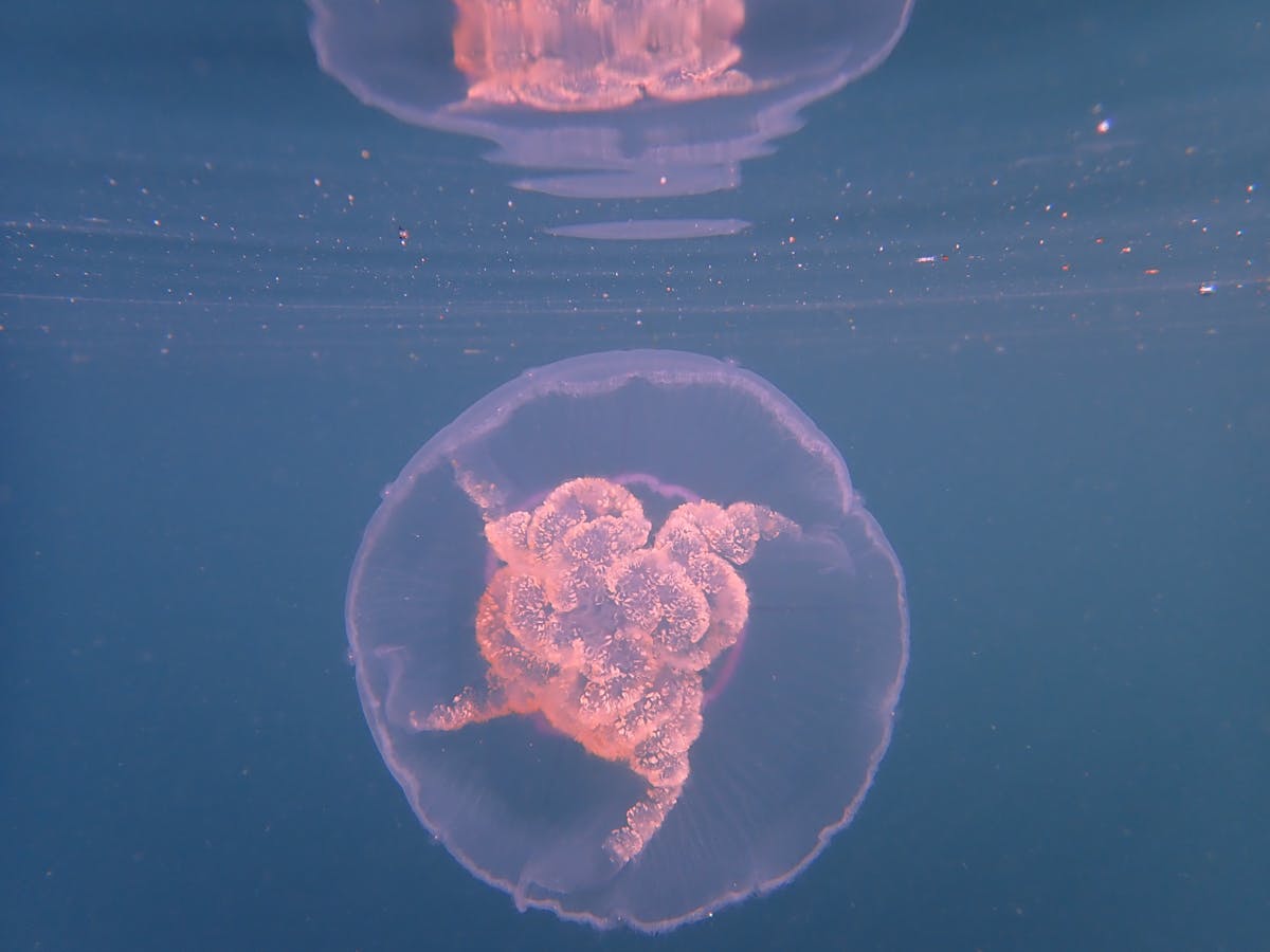 pink jellyfish head