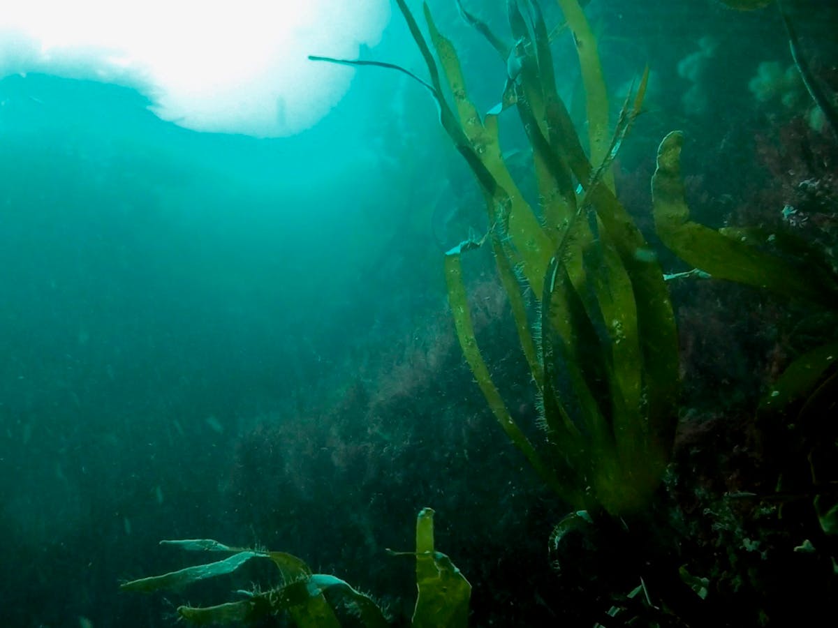 a green underwater