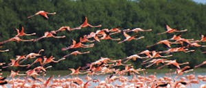 celestun flamingo