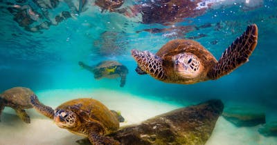 sea turtles swimming under water