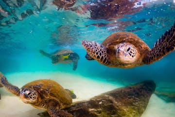sea turtles swimming under water