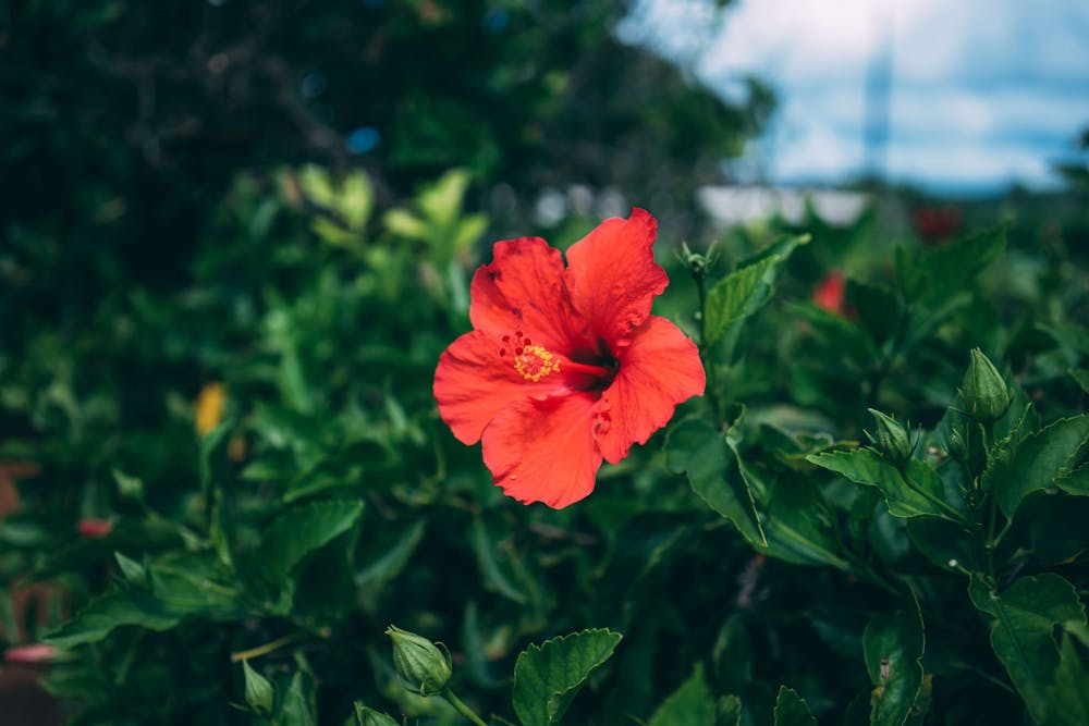 The Hibiscus: Hawaii's State Flower - A Full Guide