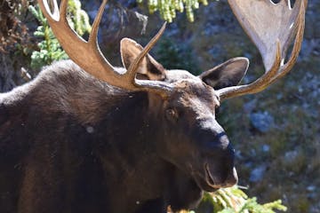 A moose in the wild on a tour