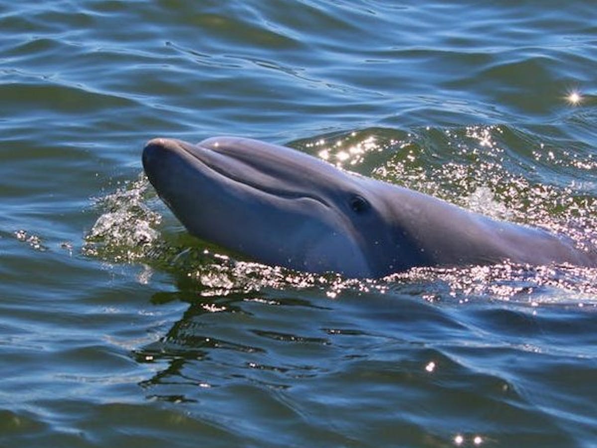 dolphin poking head out of ocean surface