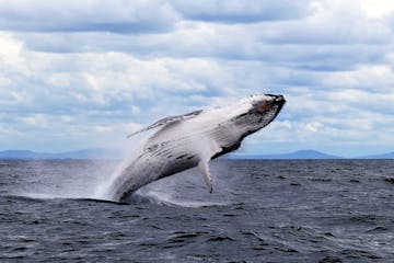 photo opportunity a whale jumping out of the water - eco tour forster luxury houseboats NSW