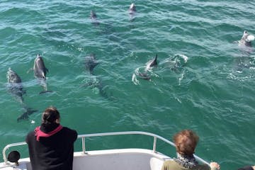 Dolphins swimming off the bow of the houseboat - Forster luxury houseboats NSW