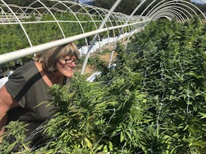 Woman smelling cannabis flowers on a farm