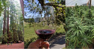 Triple picture of tourist activities in Mendocino - woods, wine, and weed