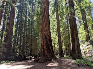 Giant redwood grove