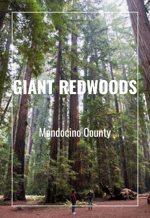 See the Redwoods on a Weed Tour to the Emerald Triangle