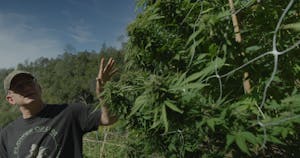man gesturing at marijuana plants at one of the pot farms in California's Emerald Triangle