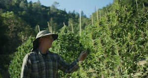 Marty Clein, weed farmer for Martyjuana Farms in front of huge cannabis plant