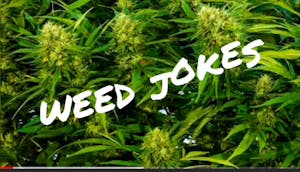 Weed jokes cover with title and pot plants from Mendocino farms