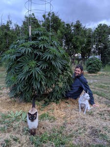 Jerry Munn sitting next to a giant pot plant and a cat and a dog at First Cut Farms - one of the best Mendocino Farms
